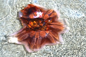 The gentleman from Belgium pointed this out to us and hinted that perhaps Mother Nature is a jewelry designer