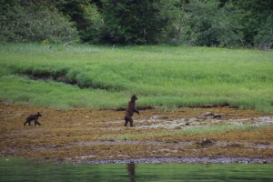 Old and New Bear full